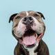 Image for article titled Your Dog Might Cry With Happiness When He Sees You, Study Finds